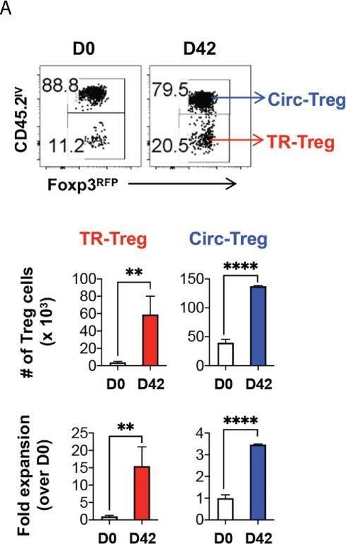 Fig.4.A showing Flow cytometry/Cell sorting from the publication: PD-1 and ICOS counter-regulate tissue resident regulatory T cell development and IL-10 production during flu.