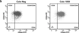 Fig.3.B showing Flow cytometry/Cell sorting in a Homo sapiens (Human) sample from the publication: Loss of Disabled-2 Expression in Pancreatic Cancer Progression.