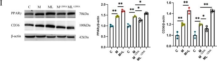 Fig.8.I showing Western Blotting from the publication: Lactate Aggravates MASLD via PPARγ/CD36-Mediated Hepatocellular Fatty Acid Uptake.