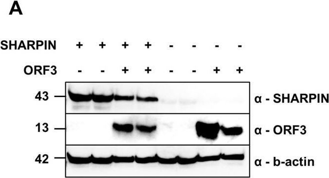Fig.5.A showing Western Blotting in a Mus musculus (House mouse) sample from the publication: Virus-Host Protein Interaction Network of the Hepatitis E Virus ORF2-4 by Mammalian Two-Hybrid Assays.