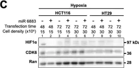 Fig.1.C showing Western Blotting from the publication: miR-6883 downregulates HIF1α in colorectal and breast cancer cells.