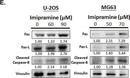 Fig.2.E showing Western Blotting in a Homo sapiens (Human) sample from the publication: Imipramine Inhibits Osteosarcoma Invasion via Src Inactivation and Caspase-Dependent Apoptosis.