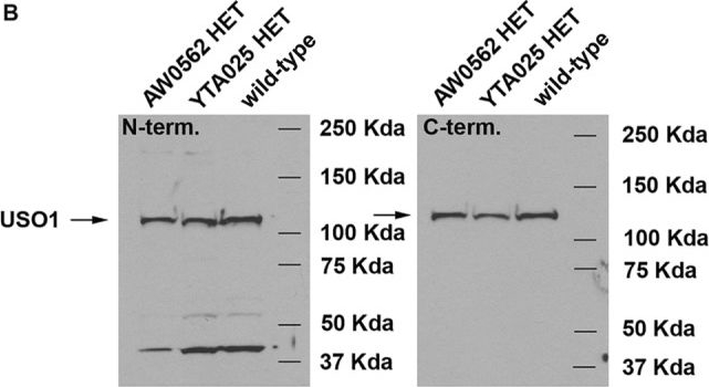 Fig.2.B showing Western Blotting in a Mus musculus (House mouse) sample from the publication: Golgi disruption and early embryonic lethality in mice lacking USO1.