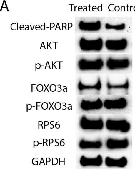 Fig.9.A showing Western Blotting from the publication: Evidence of apoptosis as an early event leading to cyclophosphamide-induced primordial follicle depletion in a prepubertal mouse model.
