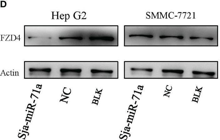 Fig.4.D showing Western Blotting from the publication: Identification of a Schistosoma japonicum MicroRNA That Suppresses Hepatoma Cell Growth and Migration by Targeting Host FZD4 Gene.