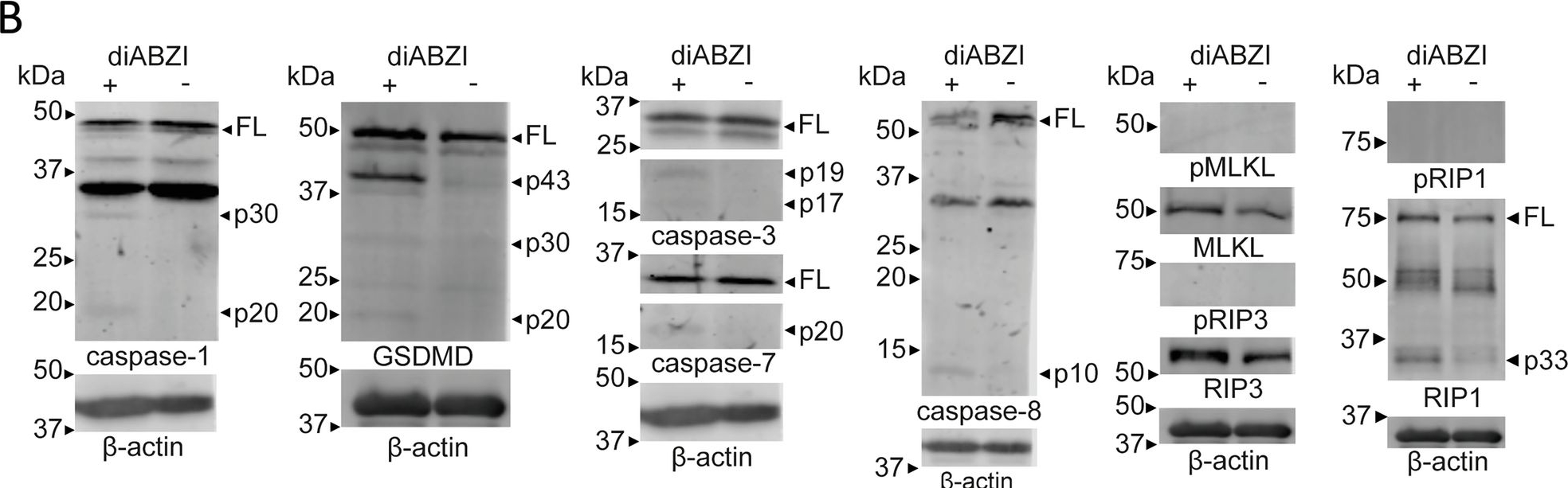 Fig.4.B showing Western Blotting from the publication: STING agonists trigger monocyte death via apoptosis, pyroptosis, caspase-8 activation and mitochondrial dysfunction.