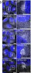 Fig.6.W showing Immunocytochemistry-immunofluorescence in a Homo sapiens (Human) sample from the publication: ARMH3 is an ARL5 effector that promotes PI4KB-catalyzed PI4P synthesis at the trans-Golgi network.
