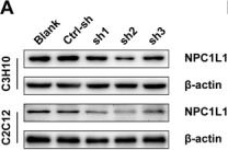 Fig.2.A showing Western Blotting from the publication: NPC1L1 Drives Osteoporosis by Activating the C/EBPα/Cyp27a1/27-Hydroxycholesterol Axis: A Novel Therapeutic Target for Bone Loss.