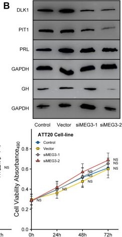 Fig.6.B showing Western Blotting from the publication: Functional characterization of DLK1/MEG3 locus on chromosome 14q32.2 reveals the differentiation of pituitary neuroendocrine tumors.