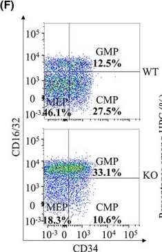 Fig.2.F showing Flow cytometry/Cell sorting in a Mus musculus (House mouse) sample from the publication: Lkb1 loss in regulatory T cells leads to dysregulation of hematopoietic stem cell expansion and differentiation in bone marrow.