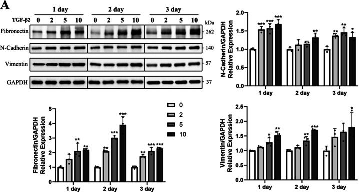 Fig.1.A showing Western Blotting from the publication: Blue light attenuates TGF-β2-induced epithelial-mesenchymal transition in human lens epithelial cells via autophagy impairment.