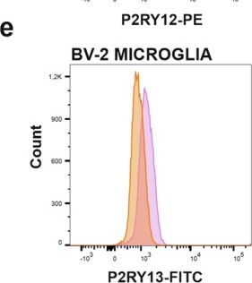 Fig.6.E showing Flow cytometry/Cell sorting in a Mus musculus (House mouse) sample from the publication: Age-associated microglial transcriptome leads to diminished immunogenicity and dysregulation of MCT4 and P2RY12/P2RY13 related functions.