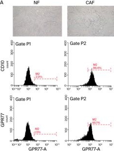 Fig.1.A showing Flow cytometry/Cell sorting in a Homo sapiens (Human) sample from the publication: Cancer-Associated-Fibroblast-Mediated Paracrine and Autocrine SDF-1/CXCR4 Signaling Promotes Stemness and Aggressiveness of Colorectal Cancers.