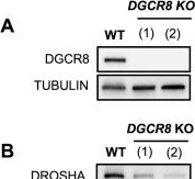Fig.1.A showing Western Blotting from the publication: Control of retrotransposon-driven activation of the interferon response by the double-stranded RNA binding protein DGCR8.