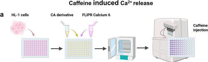 Fig.3.A from the publication: Multitargeted Caffeic Acid Derivatives Inhibit Cardiac RyR2- and NaV1.5- Channels but Stimulate SERCA2a Pump Activity.