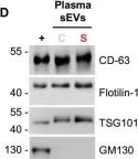 Fig.3.D showing Western Blotting in a Rattus norvegicus (Rat) sample from the publication: Maternal stress during pregnancy alters circulating small extracellular vesicles and enhances their targeting to the placenta and fetus.