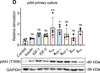 Fig.3.D showing Western Blotting from the publication: An engineered insulin analog with dual insulin and IGF-1 receptor agonism and distinct signaling.