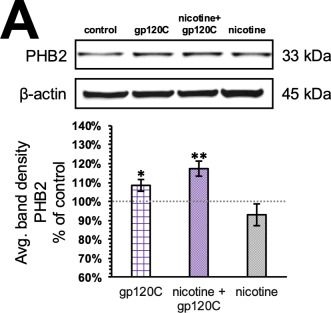 Fig.2.A showing Western Blotting in a Homo sapiens (Human) sample from the publication: HIV-1 gp120 Interactions with Nicotine Modulate Mitochondrial Network Properties and Amyloid Release in Microglia.