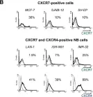 Fig.2.B showing Flow cytometry/Cell sorting from the publication: Involvement of the CXCR7/CXCR4/CXCL12 axis in the malignant progression of human neuroblastoma.