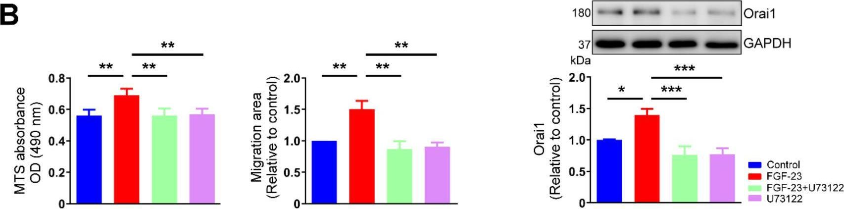 Fig.8.B showing Western Blotting from the publication: Fibroblast Growth Factor 23 Stimulates Cardiac Fibroblast Activity through Phospholipase C-Mediated Calcium Signaling.