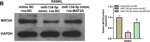 Fig.4.B showing Western Blotting from the publication: Transcription factor GTF2I regulates osteoclast differentiation through mediating miR-134-5p and MAT2A expressions.