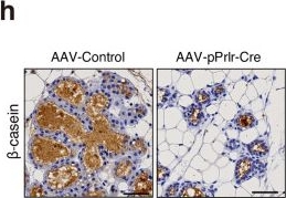 Fig.4.H showing Immunohistochemistry from the publication: Luminal hormone-responsive cells tune the regenerative remodeling of mammary glands in large mammals.