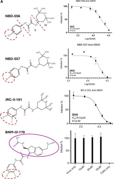 Fig.2.A from the publication: Soluble CD4 inhibits Ebola virus infection by targeting endosomal receptor-binding site.