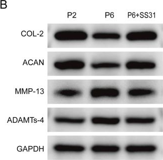 Fig.2.B showing Western Blotting in a Rattus norvegicus (Rat) sample from the publication: The mitochondrial protectant SS31 optimized decellularized Wharton's jelly scaffold improves allogeneic chondrocyte implantation-mediated articular cartilage repair.