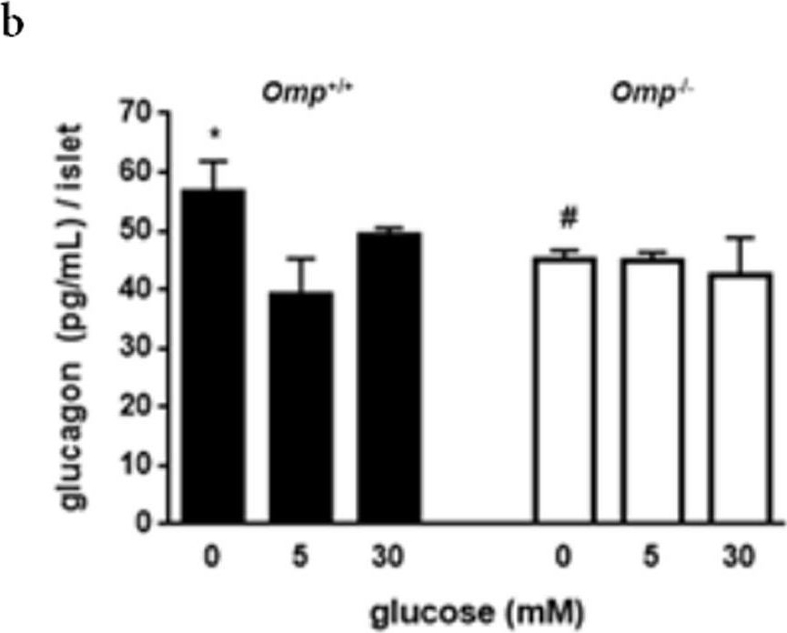 Fig.2.B showing Enzyme-linked immunosorbent assay from the publication: Olfactory marker protein regulation of glucagon secretion in hyperglycemia.
