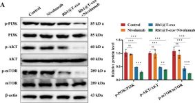 Phospho-mTOR (Ser2448) (D9C2) XP® Rabbit mAb | Cell