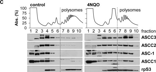 Fig.2.C showing Western Blotting in a Homo sapiens (Human) sample from the publication: Unresolved stalled ribosome complexes restrict cell-cycle progression after genotoxic stress.