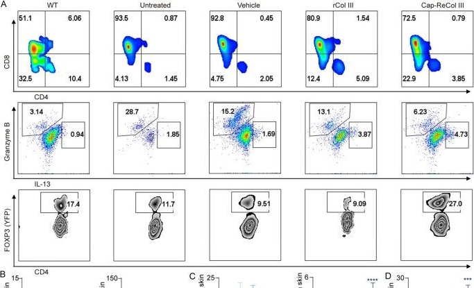 Fig.6.A showing Flow cytometry/Cell sorting from the publication: Mesoporous bioactive glass-recombinant collagen III nanocomposite capsule promotes skin wound healing via adaptive immune modulation.