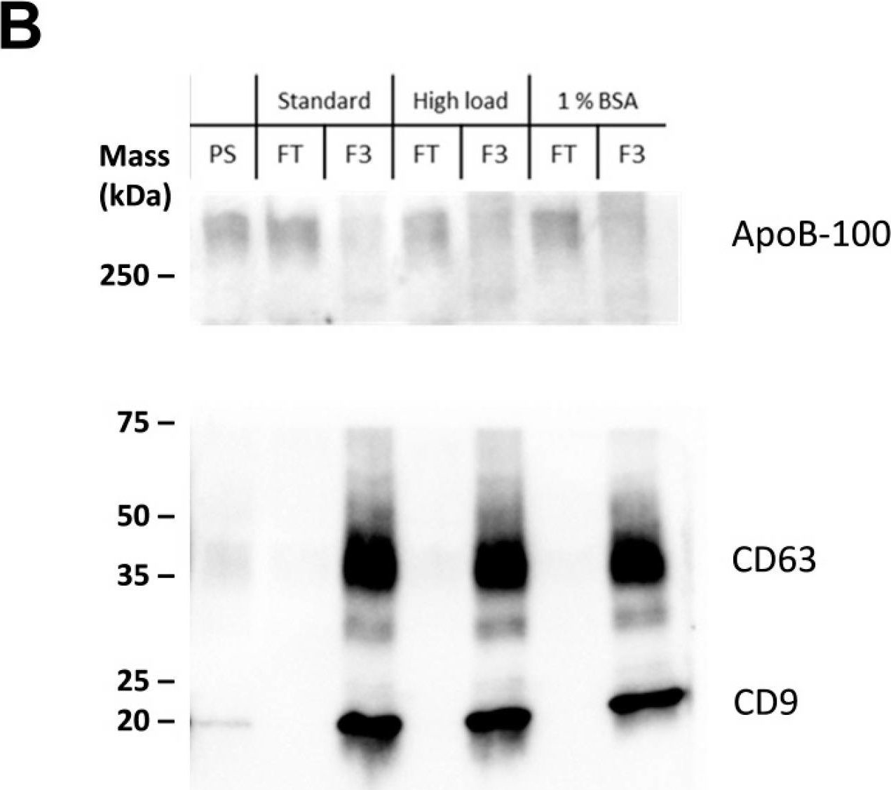 Fig.3.B showing Western Blotting in a Homo sapiens (Human) sample from the publication: Inline Raman Spectroscopy Provides Versatile Molecular Monitoring for Platelet Extracellular Vesicle Purification with Anion-Exchange Chromatography.