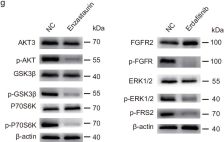 6/7①かい@プロフ◆BJ×2（svn、oct） p70 S6 Kinase (49D7) Rabbit mAb | Cell Signaling Technology