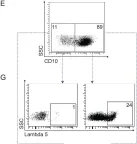 Fig.3.E showing Flow cytometry/Cell sorting from the publication: Hypogammaglobulinemia in BLT humanized mice--an animal model of primary antibody deficiency.