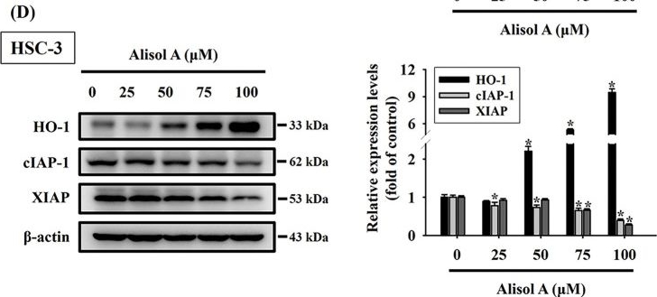 Fig.4.D showing Western Blotting from the publication: Alisol A Exerts Anti-Proliferative Activity against Human Oral Cancer Cells through Triggering JNK/p38 MAPK-Mediated Apoptotic Cascade.