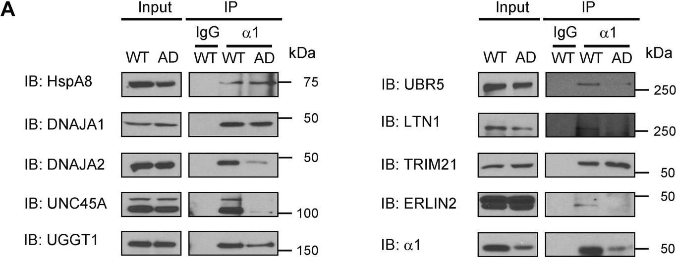 Fig.4.A showing Western Blotting in a Homo sapiens (Human) sample from the publication: Quantitative interactome proteomics identifies a proteostasis network for GABAA receptors.