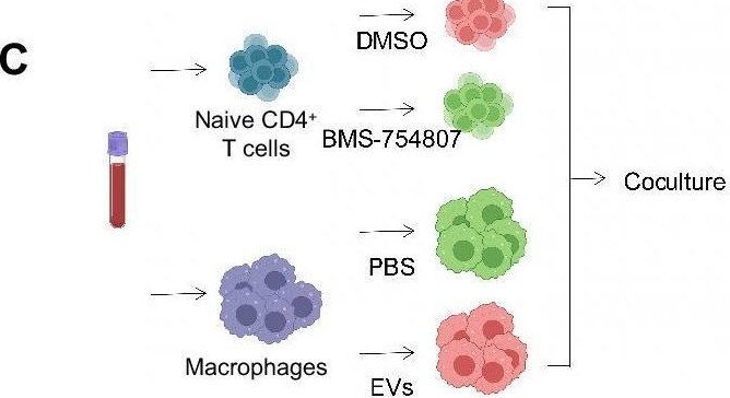 Fig.7.C from the publication: Deciphering the preeclampsia-specific immune microenvironment and the role of pro-inflammatory macrophages at the maternal-fetal interface.