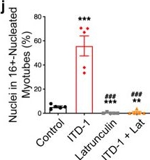 Fig.9.I from the publication: TGFβ signaling curbs cell fusion and muscle regeneration.
