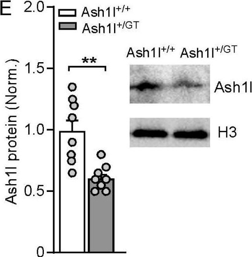 Fig.1.E showing Western Blotting from the publication: Chemogenetic Inhibition of Prefrontal Cortex Ameliorates Autism-Like Social Deficits and Absence-Like Seizures in a Gene-Trap Ash1l Haploinsufficiency Mouse Model.