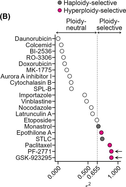 Fig.1.B from the publication: Tetraploidy-linked sensitization to CENP-E inhibition in human cells.