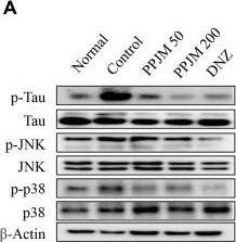 Fig.4.A showing Western Blotting in a Mus musculus (House mouse) sample from the publication: Protective Effects of a Propolis-Petasites japonicus Mixture on Scopolamine-Induced Memory Impairment in Mice.