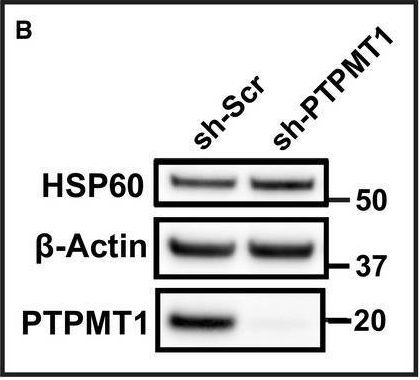 Fig.1.B showing Western Blotting from the publication: Individual cristae within the same mitochondrion display different membrane potentials and are functionally independent.