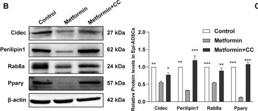 Metformin Inhibits Lipid Droplets Fusion and Growth via Reduction in Cidec and Its Regulatory Factors in Rat Adipose-Derived Stem Cells.