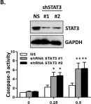 Fig.3.B showing Western Blotting in a Homo sapiens (Human) sample from the publication: MPT0B098, a Microtubule Inhibitor, Suppresses JAK2/STAT3 Signaling Pathway through Modulation of SOCS3 Stability in Oral Squamous Cell Carcinoma.