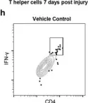 Fig.5.H showing Flow cytometry/Cell sorting in a Rattus norvegicus (Rat) sample from the publication: Perturbing chondroitin sulfate proteoglycan signaling through LAR and PTPσ receptors promotes a beneficial inflammatory response following spinal cord injury.