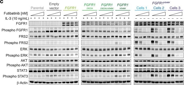 Fig.4.C showing Western Blotting in a Mus musculus (House mouse) sample from the publication: Mutated FGFR1 is an oncogenic driver and therapeutic target in high-risk neuroblastoma.