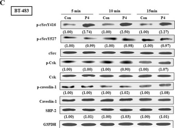 Fig.1.C showing Western Blotting in a Homo sapiens (Human) sample from the publication: SHP2 is essential for the progesterone-promoted proliferation and migration in breast cancer cell lines.