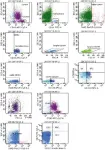 Fig.1.A showing Flow cytometry/Cell sorting in a Homo sapiens (Human) sample from the publication: Safety and feasibility of cell-based therapy of autologous bone marrow-derived mononuclear cells in plate-stabilized proximal humeral fractures in humans.
