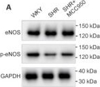 Fig.7.A showing Western Blotting in a Rattus norvegicus (Rat) sample from the publication: MCC950 suppresses NLRP3-dependent neuroinflammation and ameliorates cognitive decline in a rat model of cerebral small vessel disease.